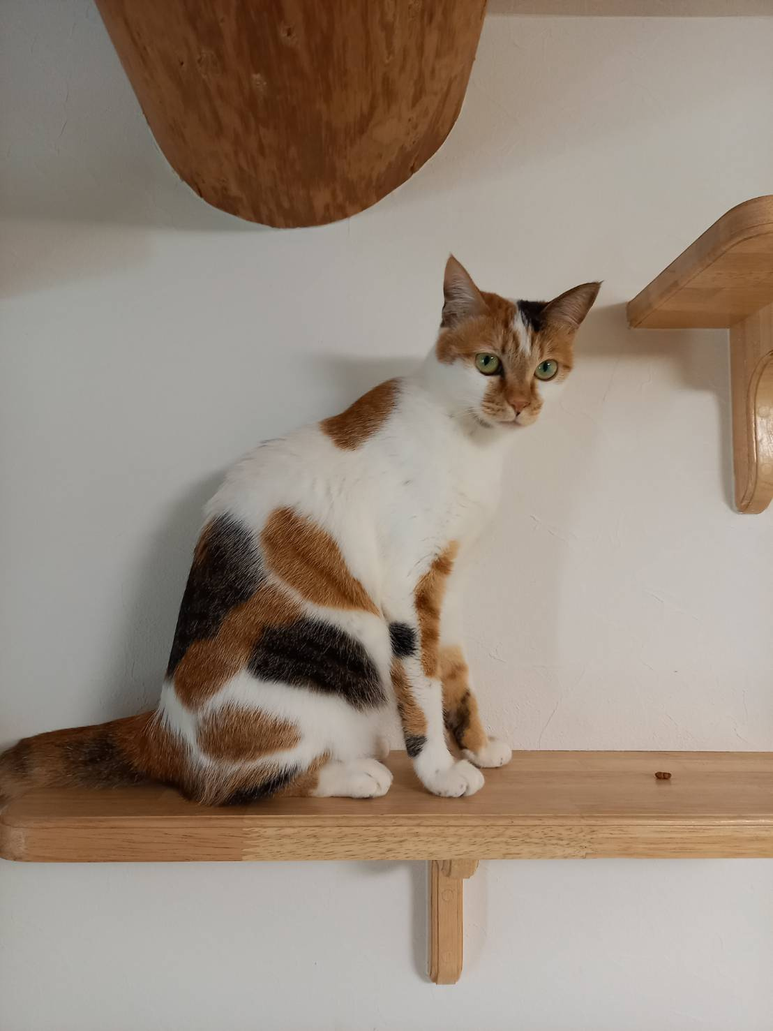 今日のねこの画像