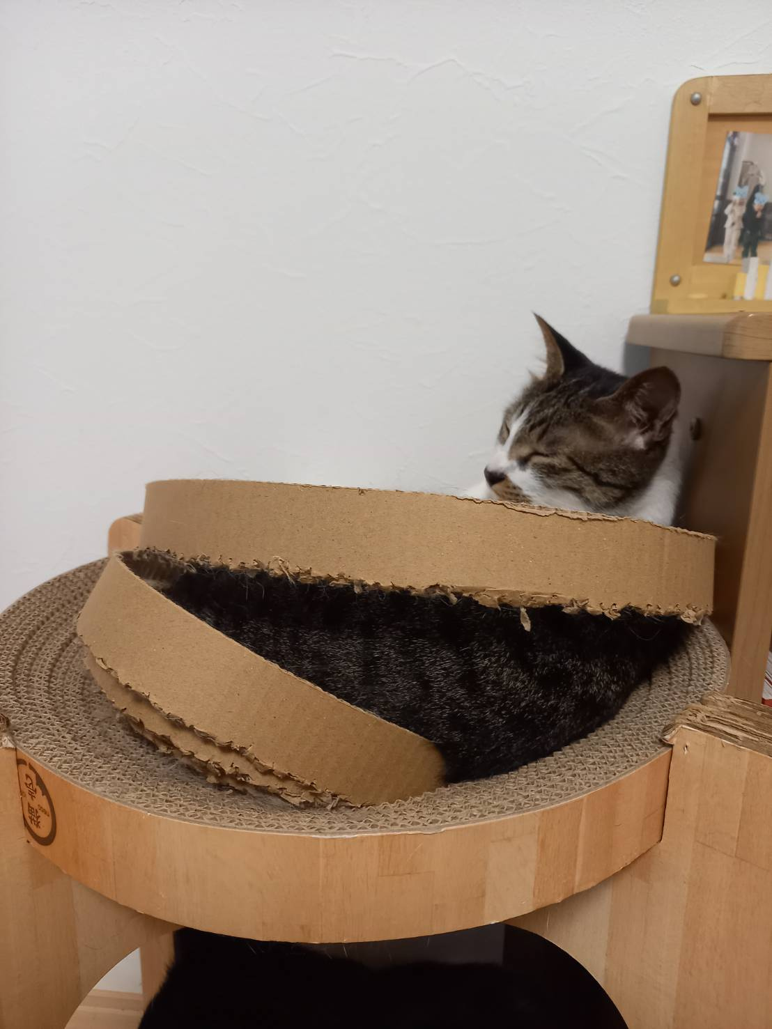 今日のねこの画像