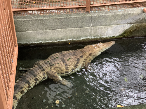 ワニとの遭遇！熱川バナナワニ園で夏の思い出を作ろうの画像