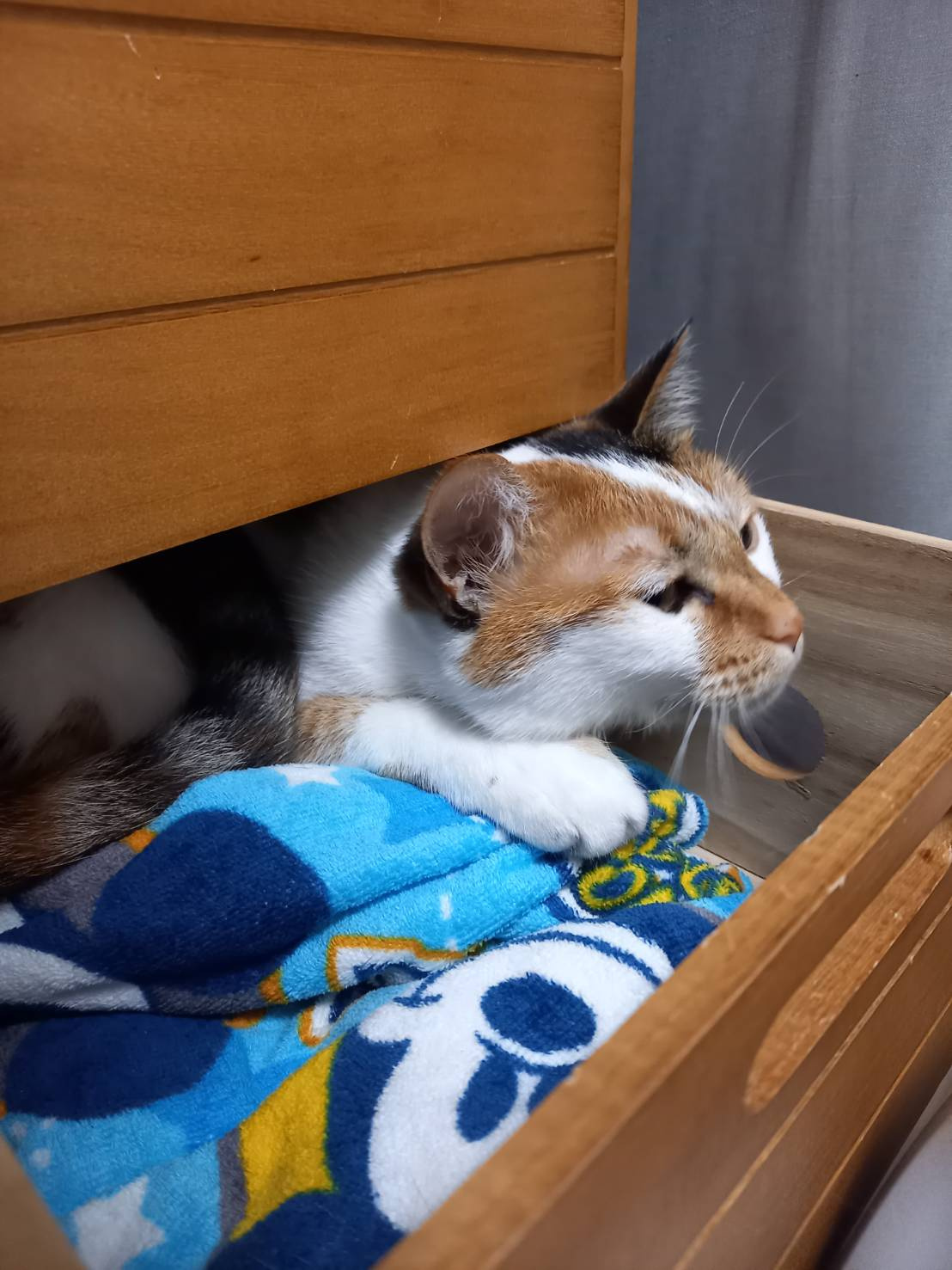 今日のねこの画像