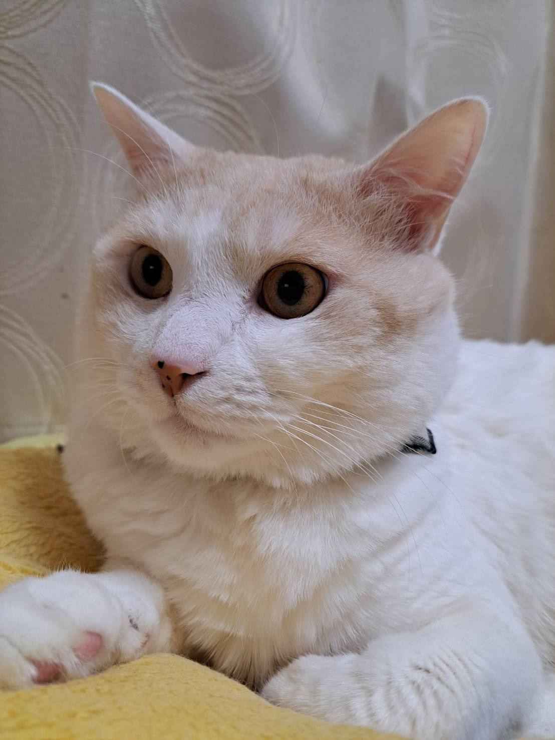 今日のねこの画像