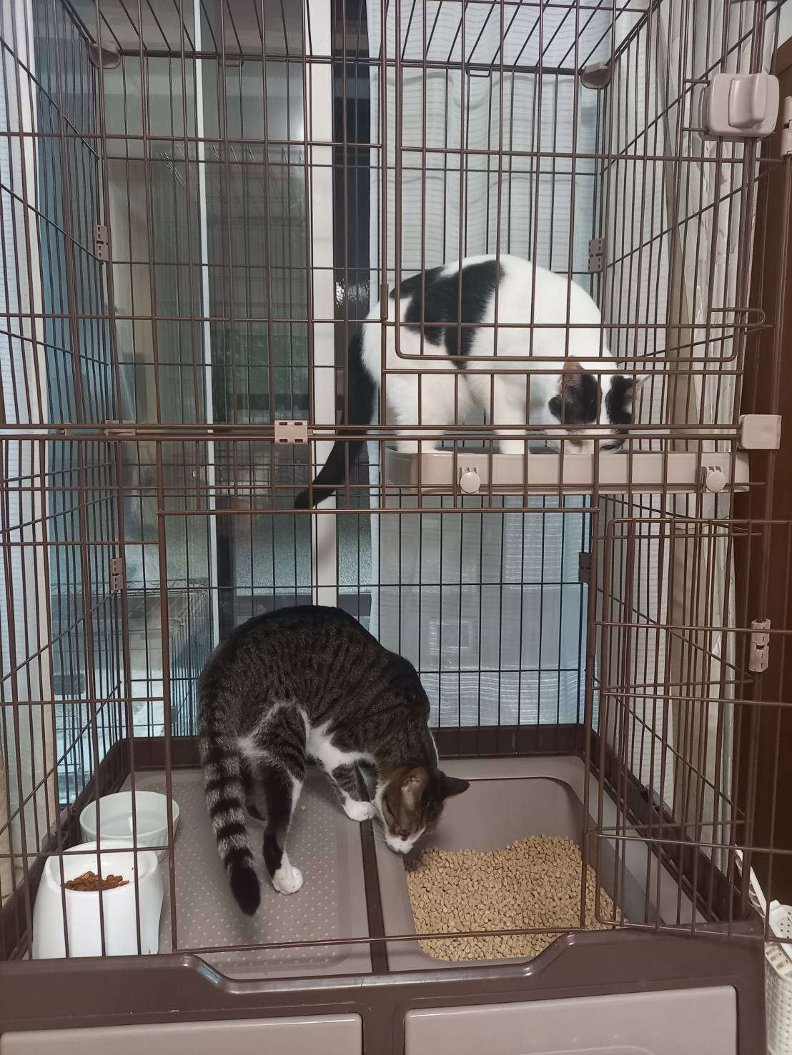 今日のねこの画像