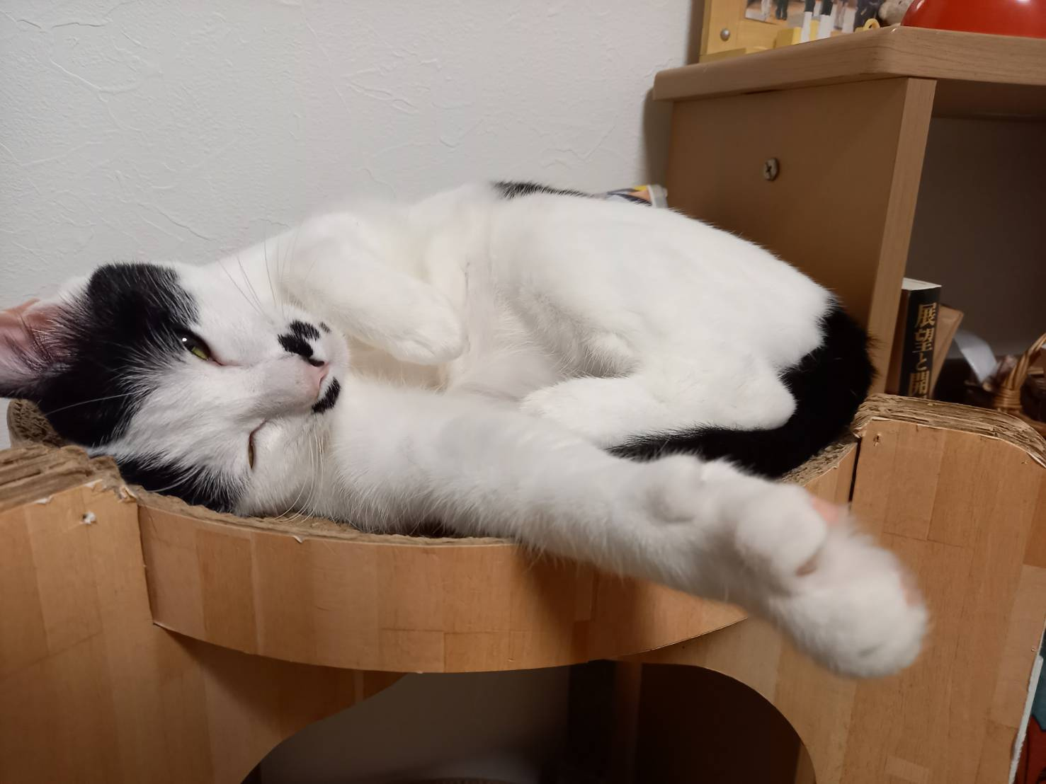 今日のねこの画像