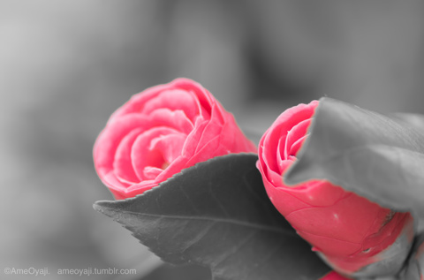 Twins Camelliaの画像