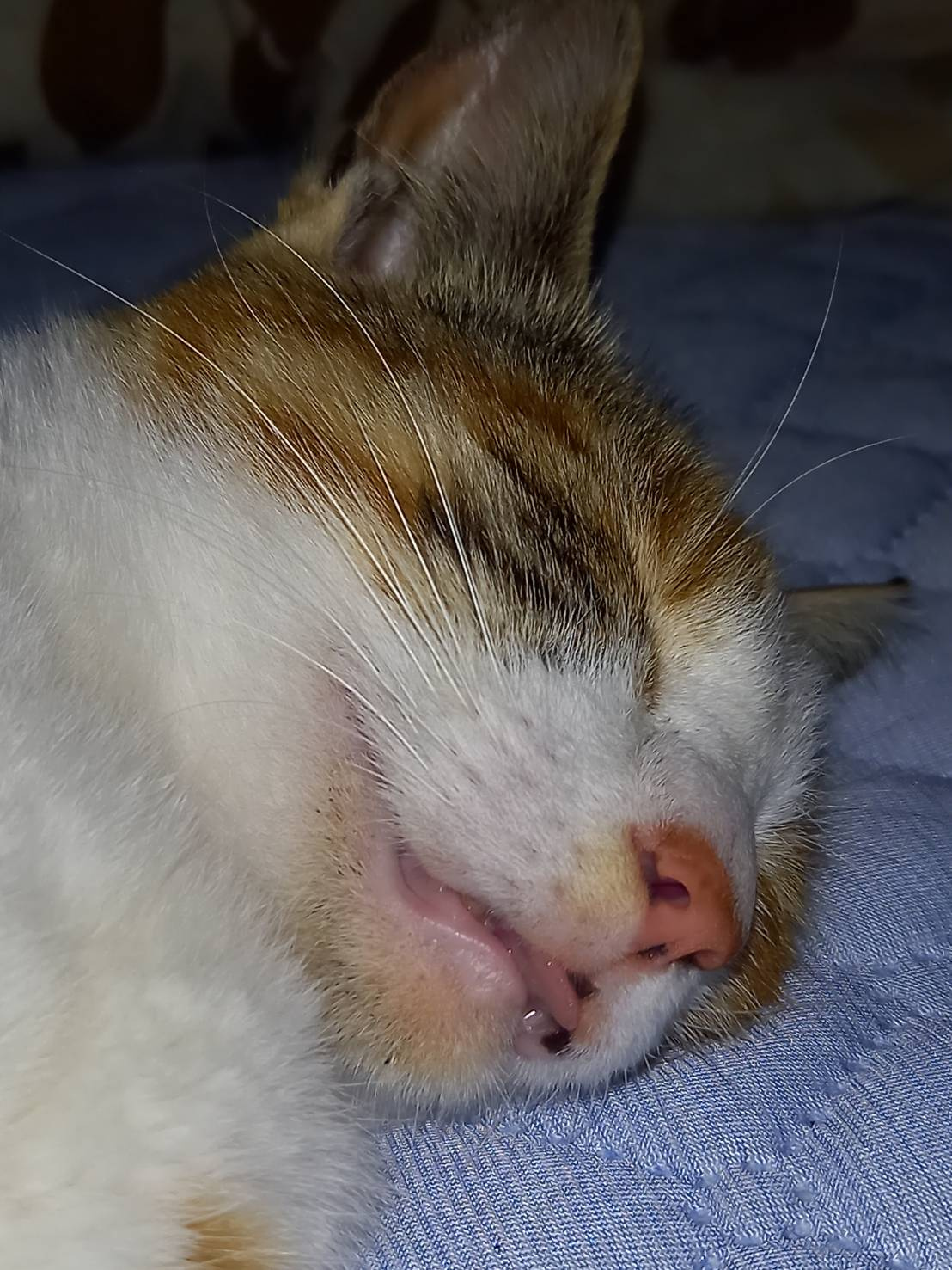 今日のねこの画像