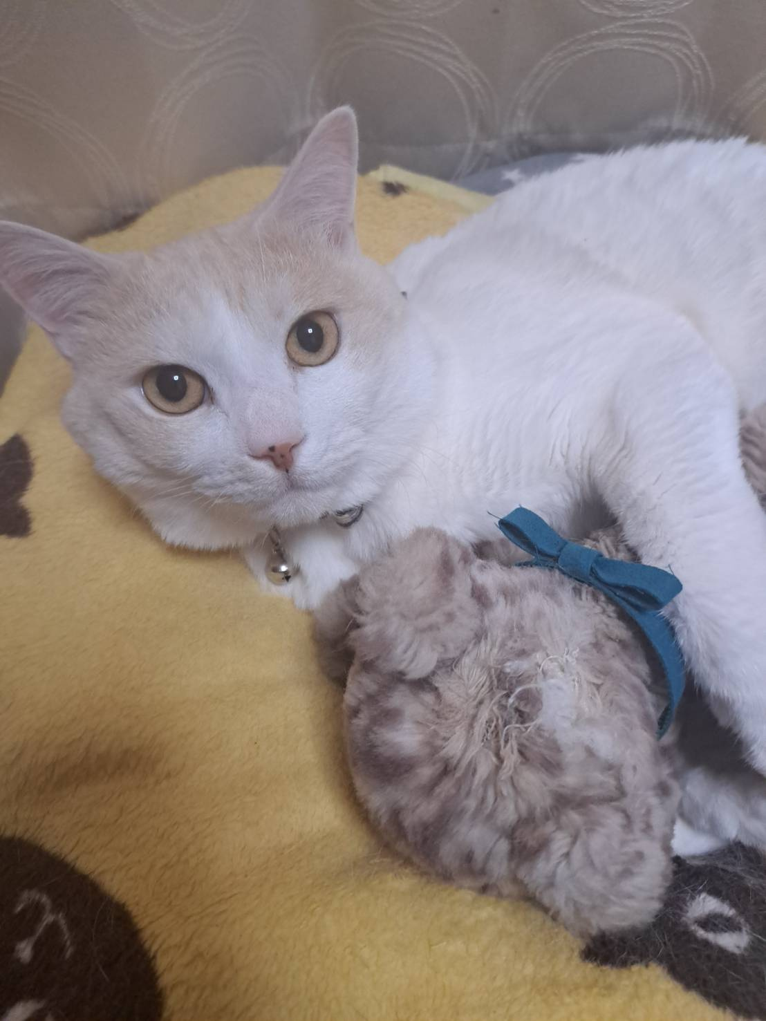 今日のねこの画像