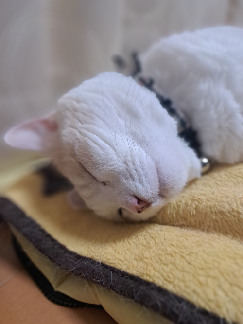 今日のネコの画像