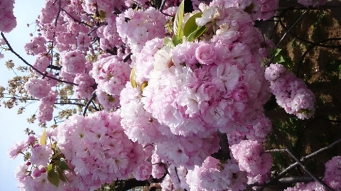 造幣局の桜の画像