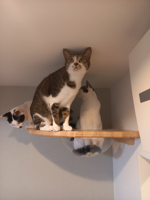 今日のねこの画像