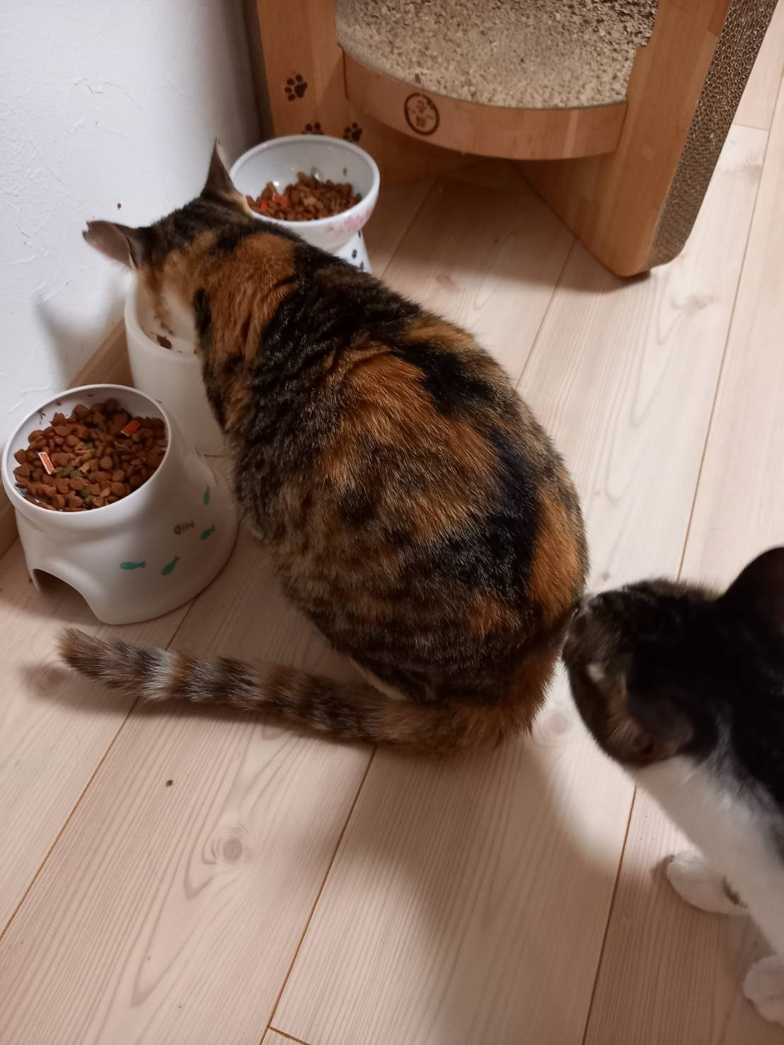 今日のねこの画像