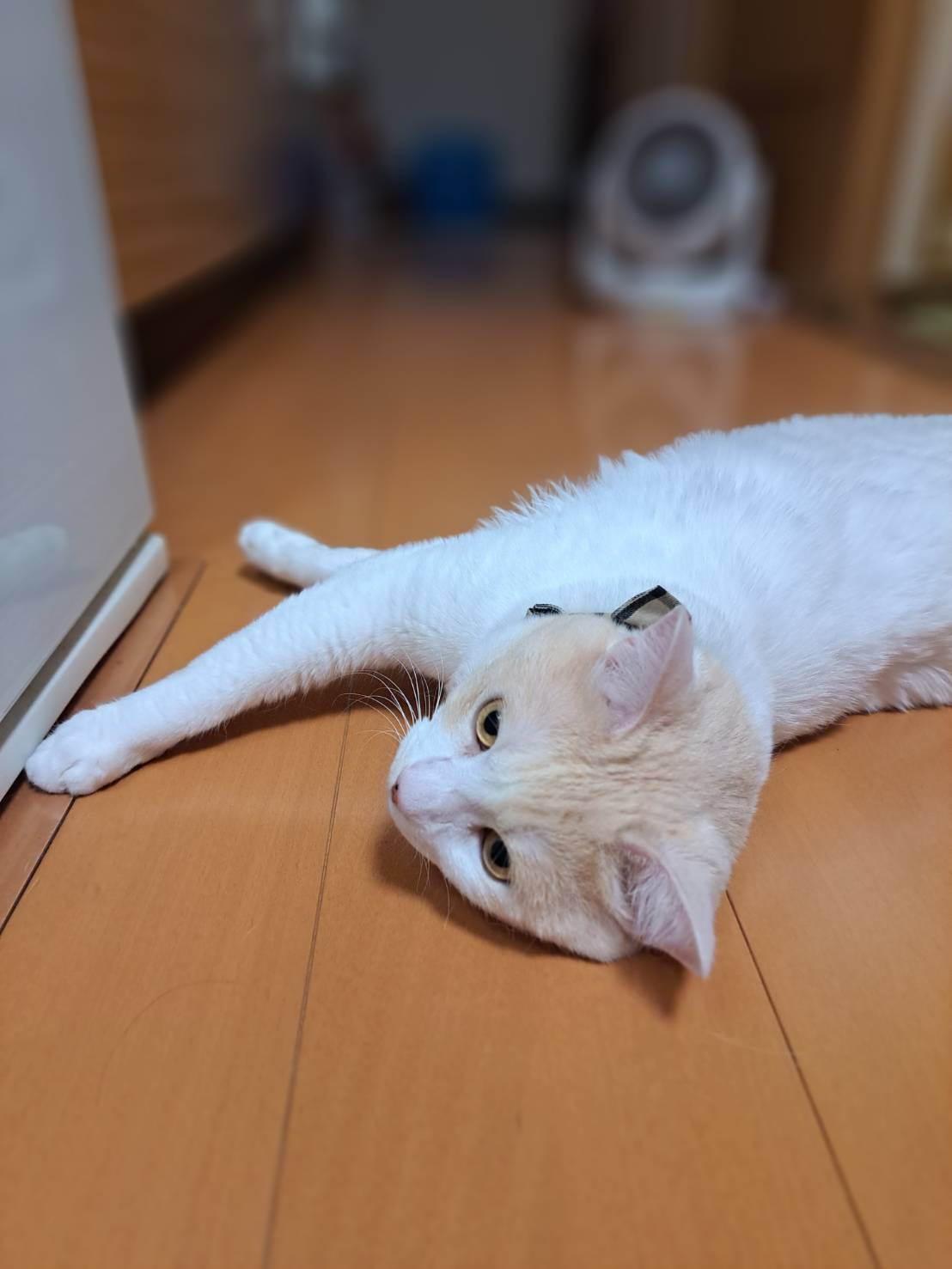 今日のねこの画像