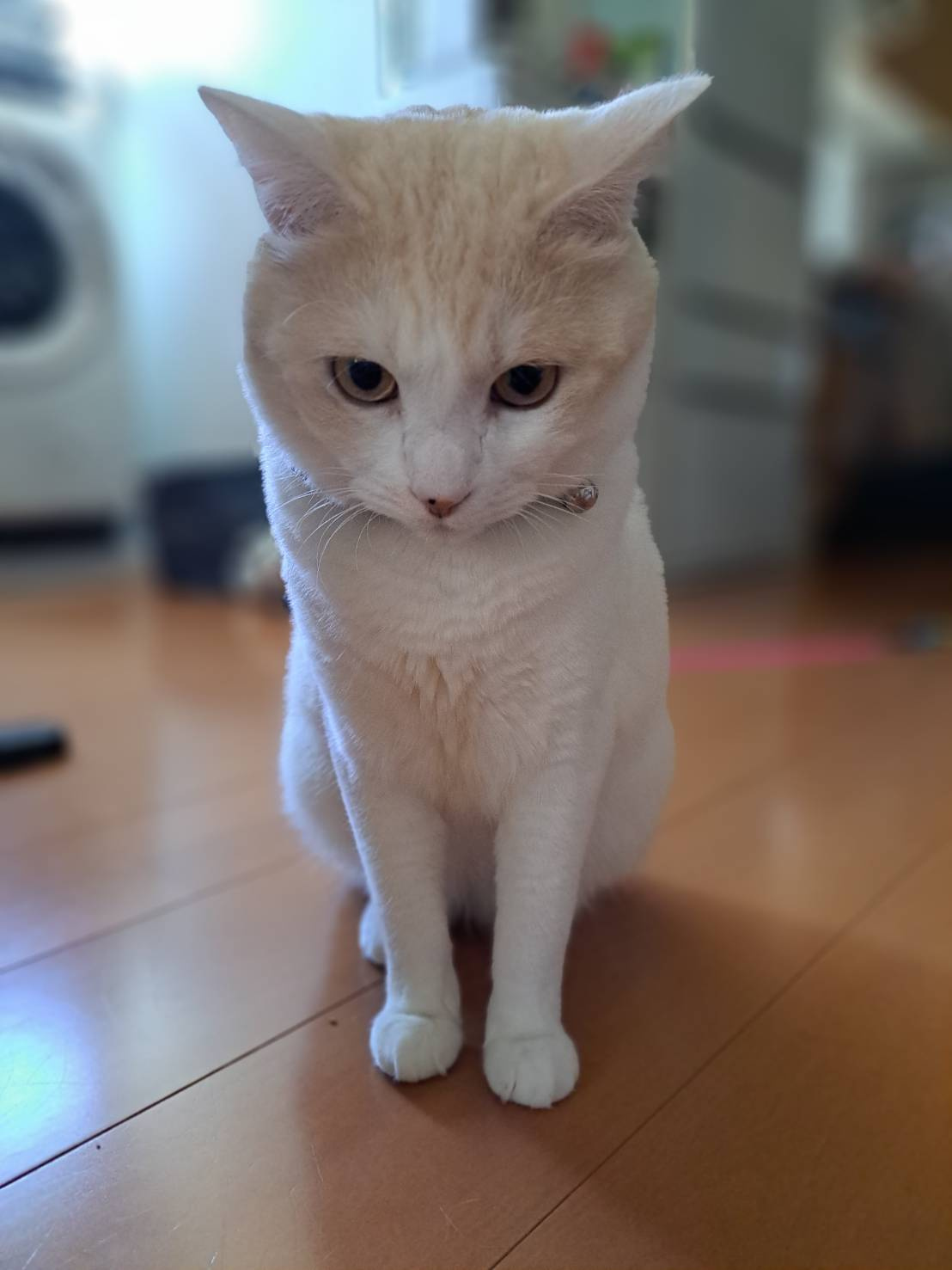 今日のねこの画像