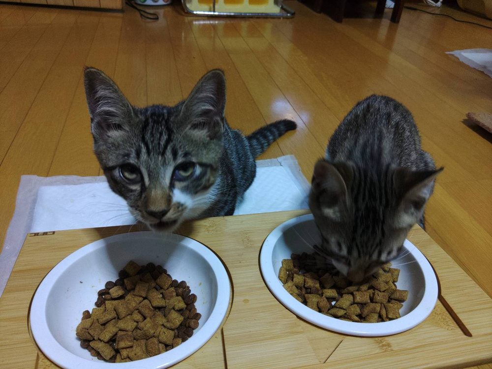 「子猫がいる生活」の画像