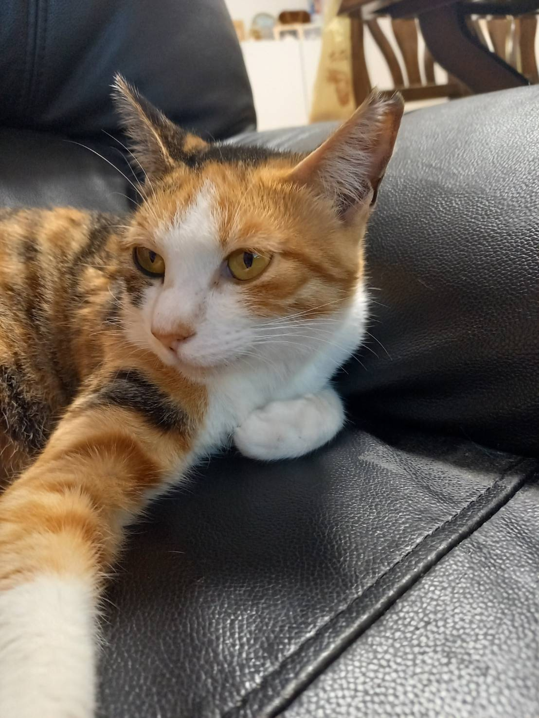 今日のねこの画像