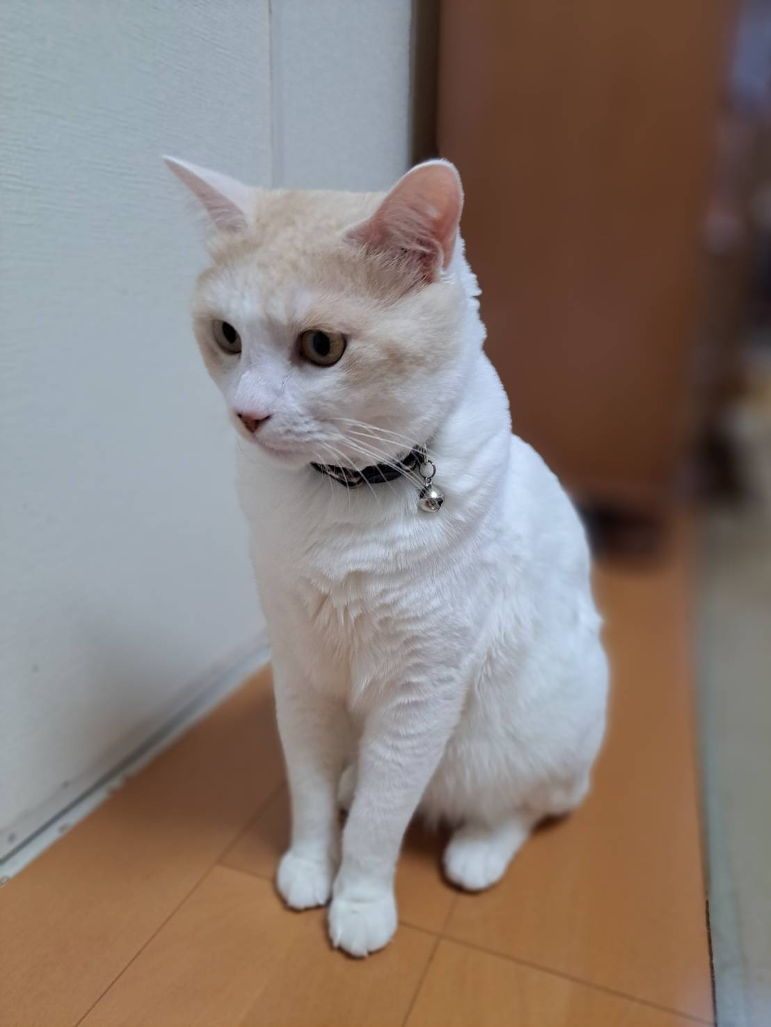 今日のねこの画像