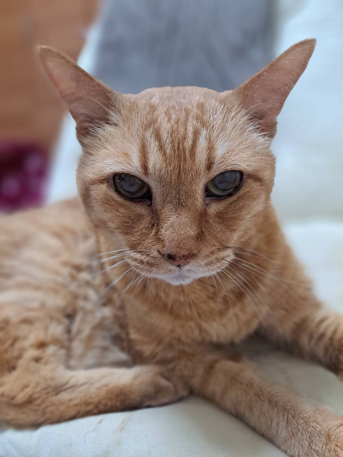今日のねこの画像