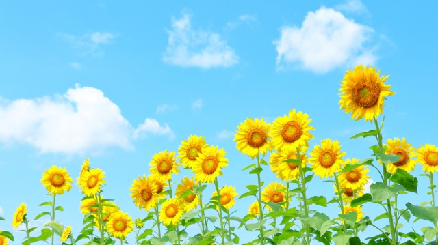 夏季休業のお知らせの画像