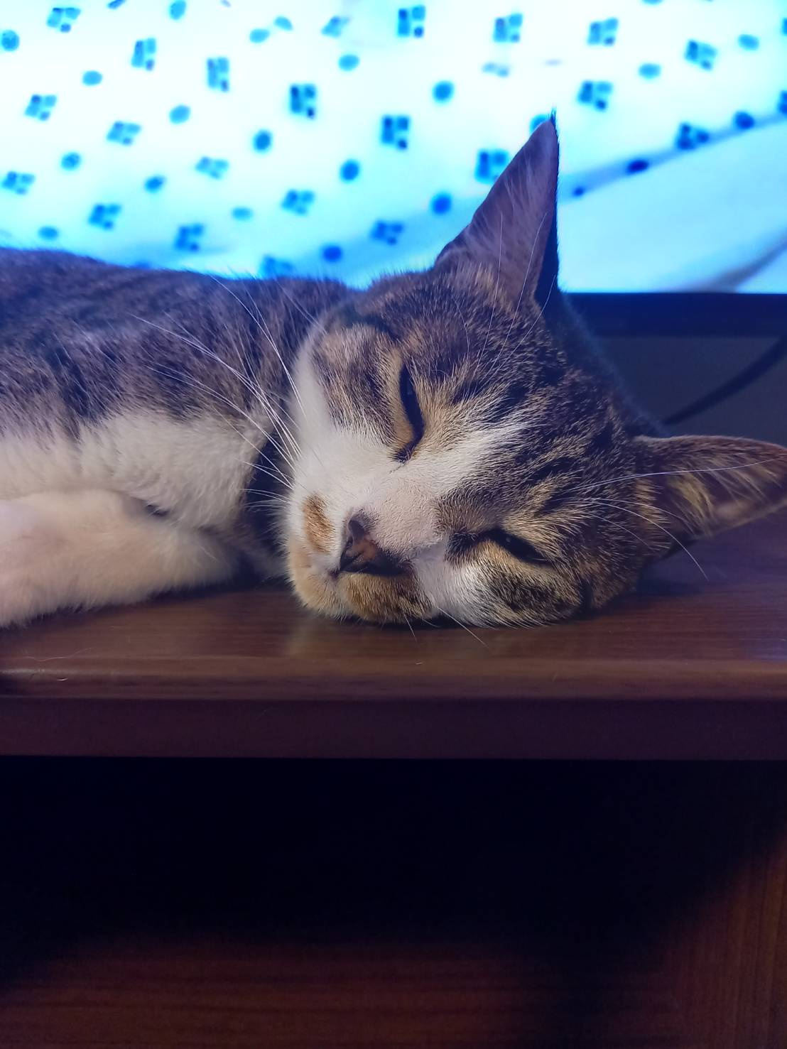 今日のねこの画像