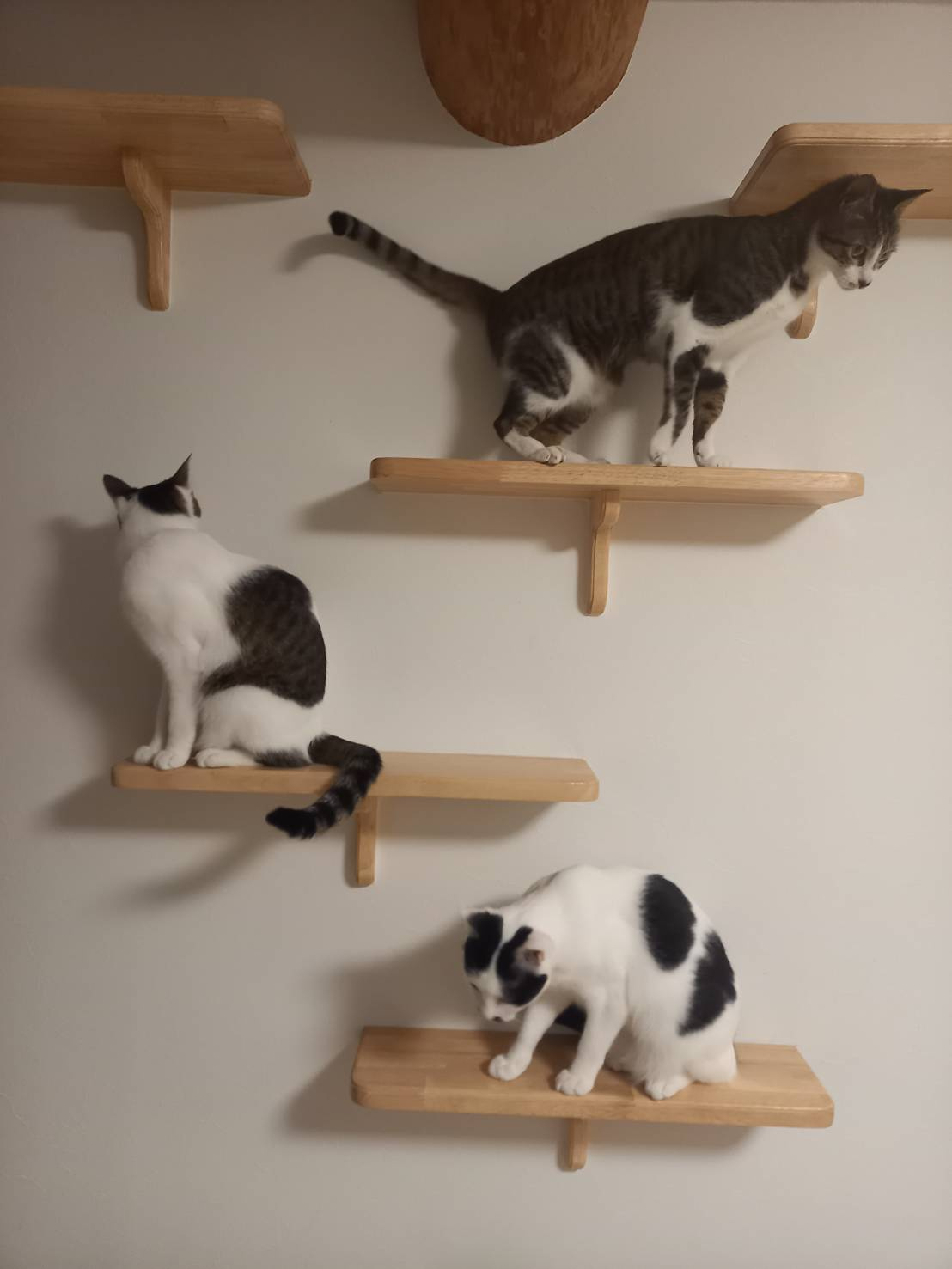 今日のねこの画像