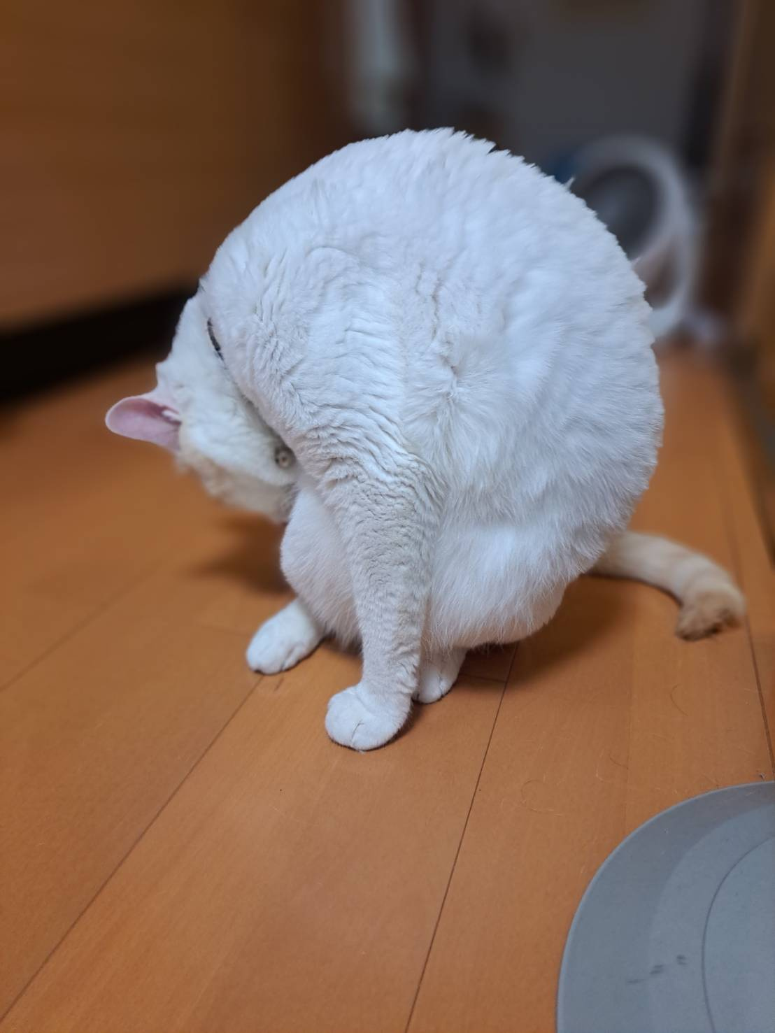 今日のねこの画像