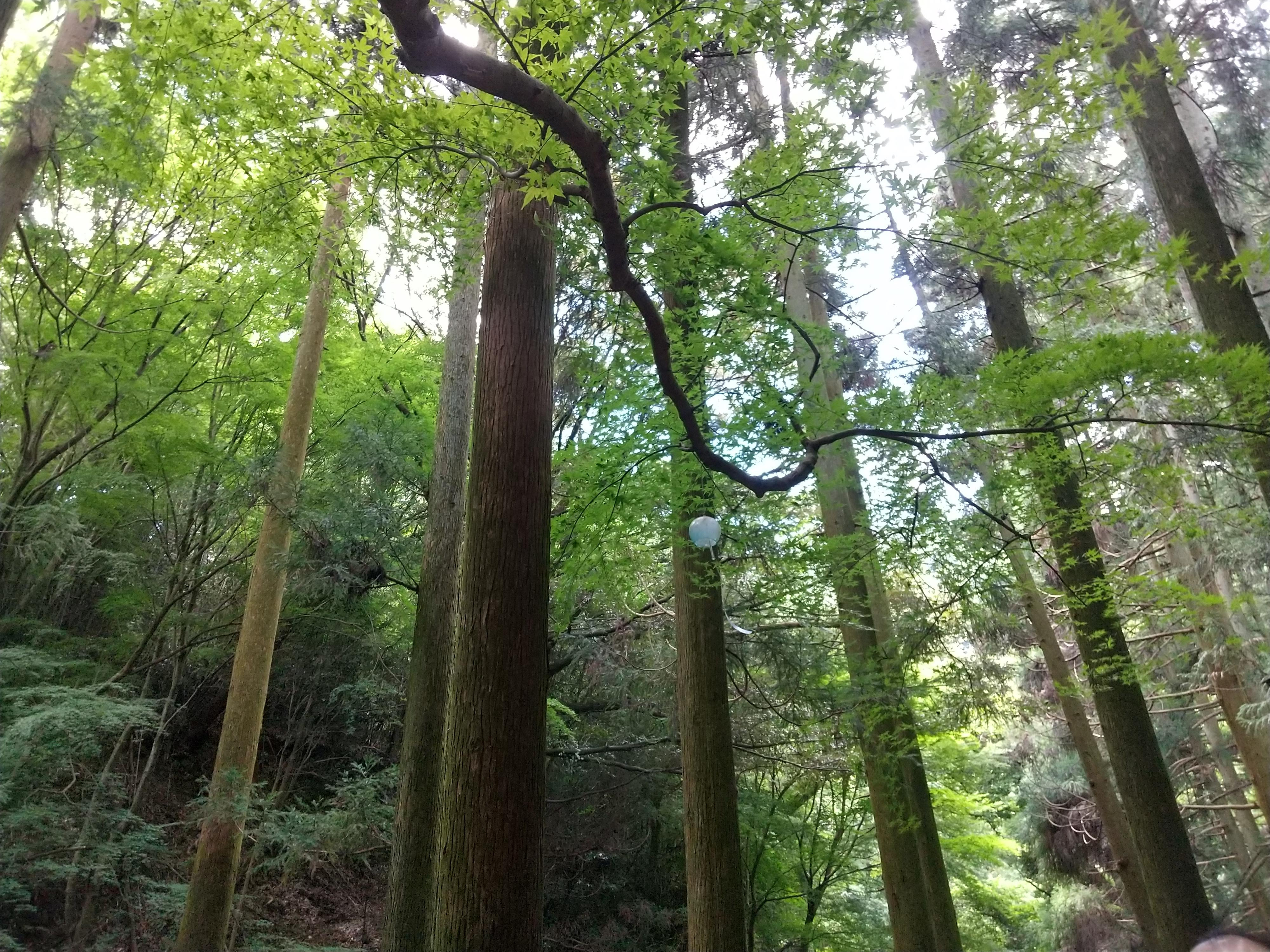 懐かしい場所へ久しぶりの訪問　～八幡浜市 平家谷～の画像