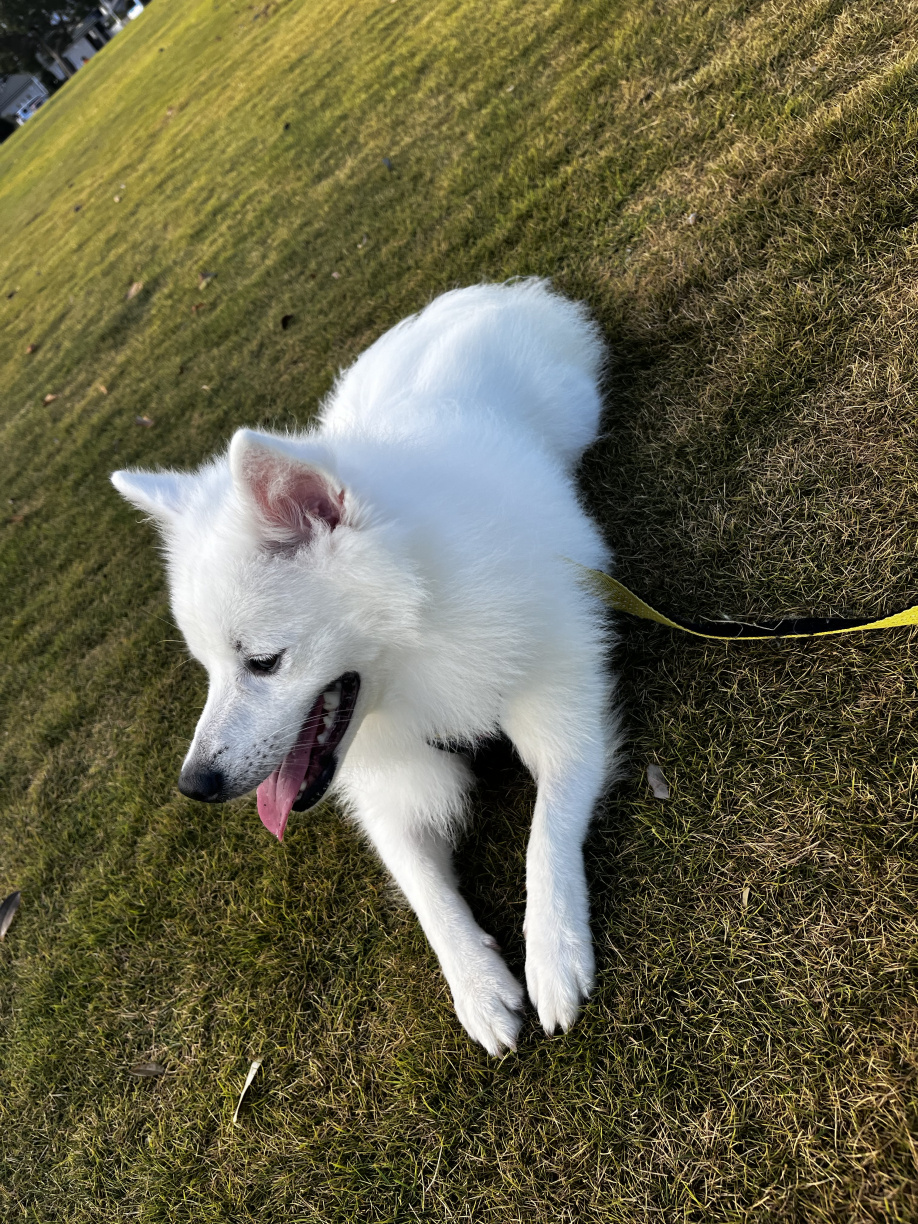 愛犬と公園をお散歩！の画像