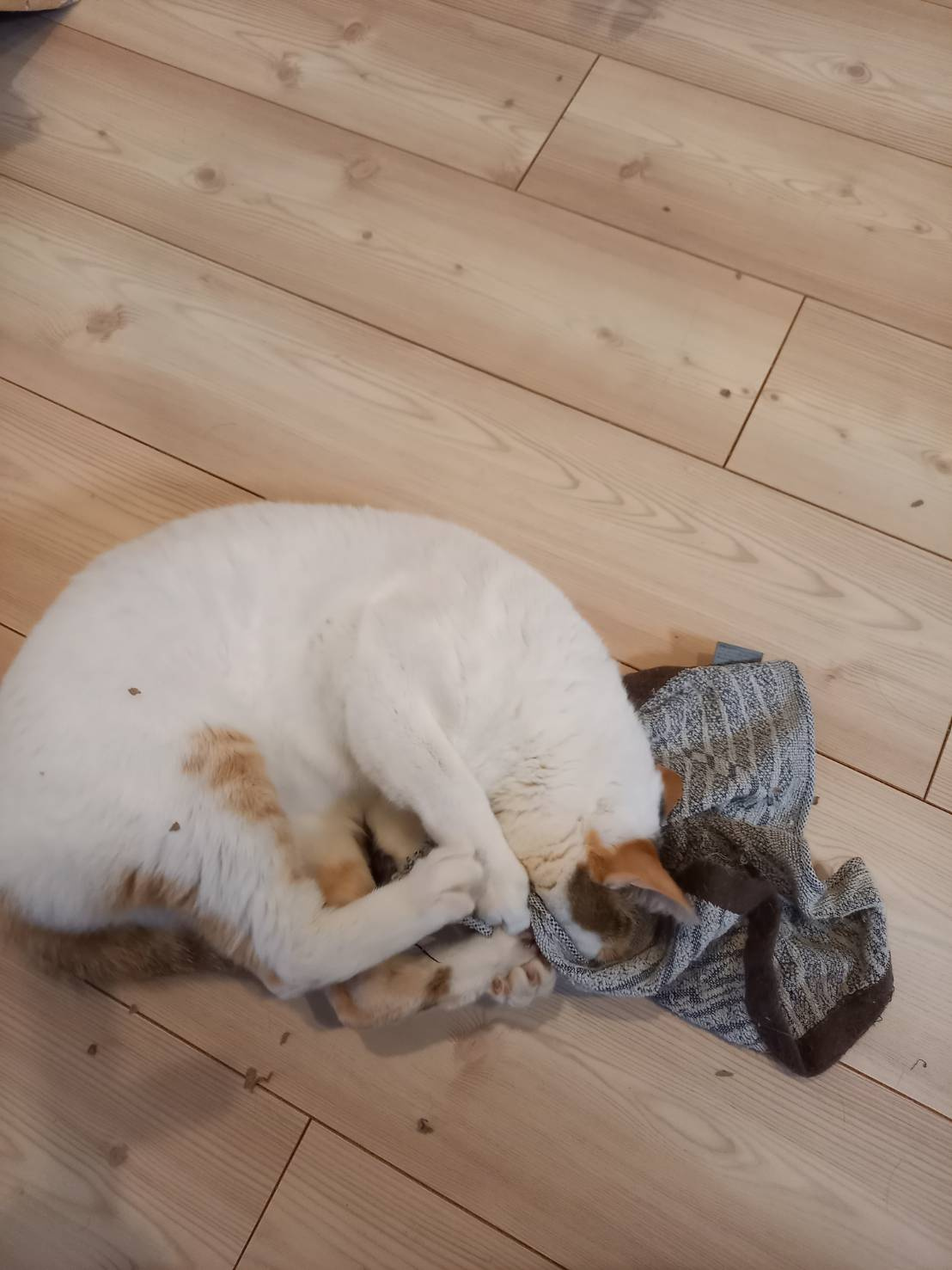 今日のねこの画像