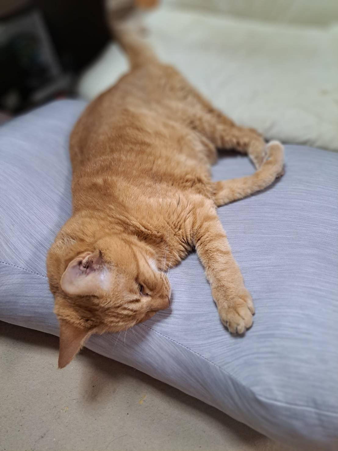 今日のねこの画像