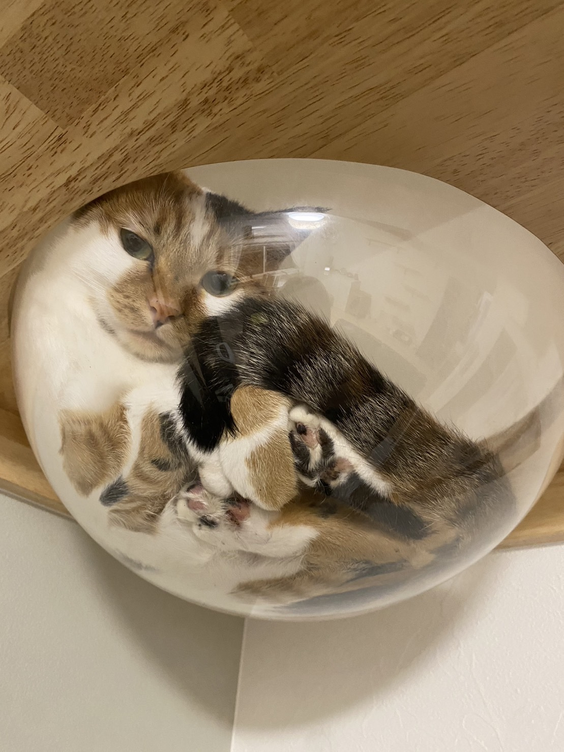 今日のねこの画像