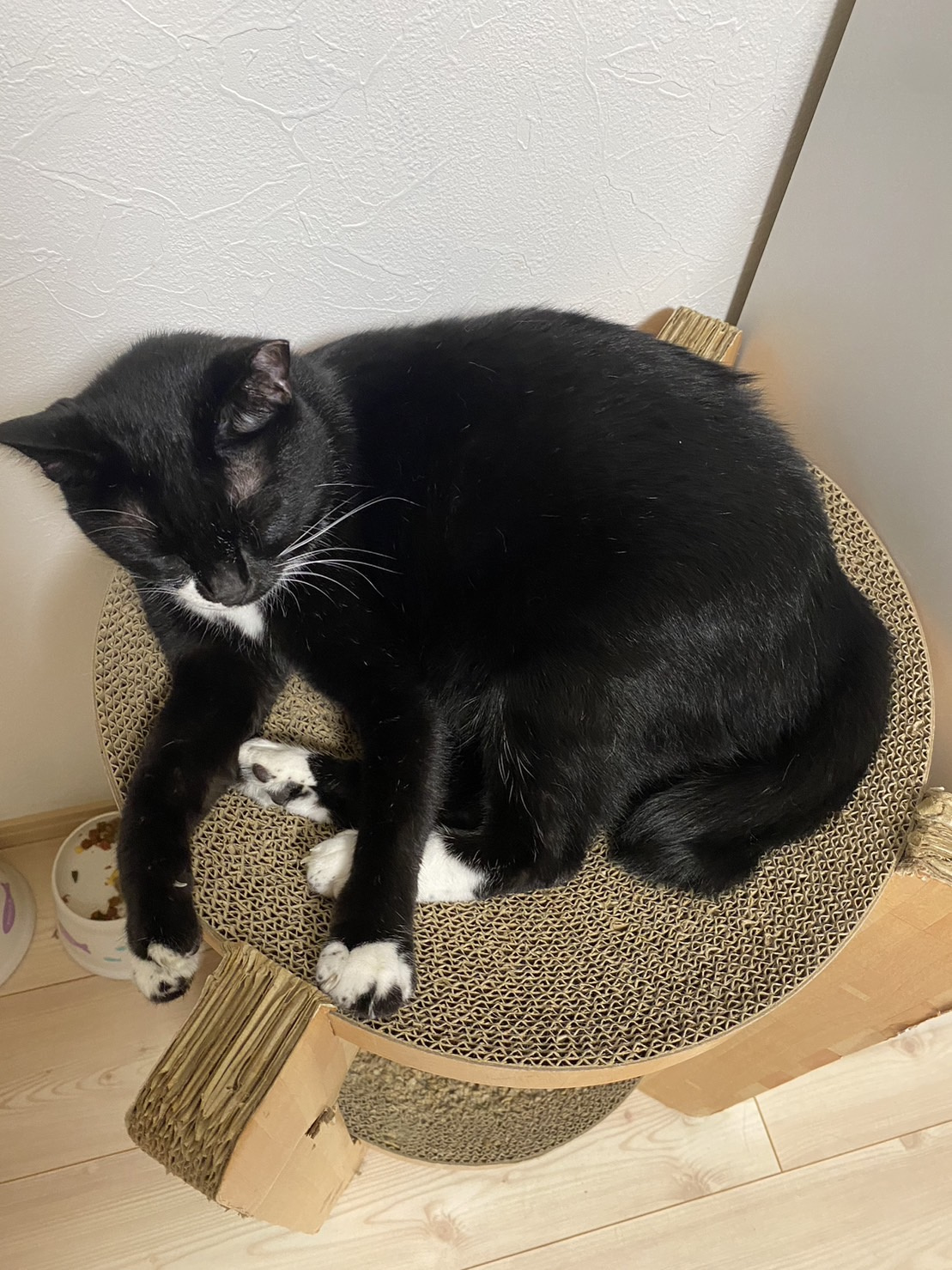 今日のねこの画像