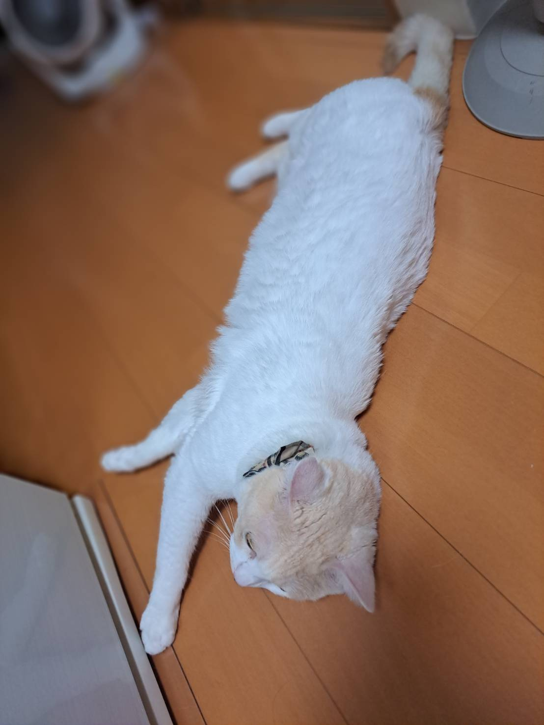 今日のねこの画像