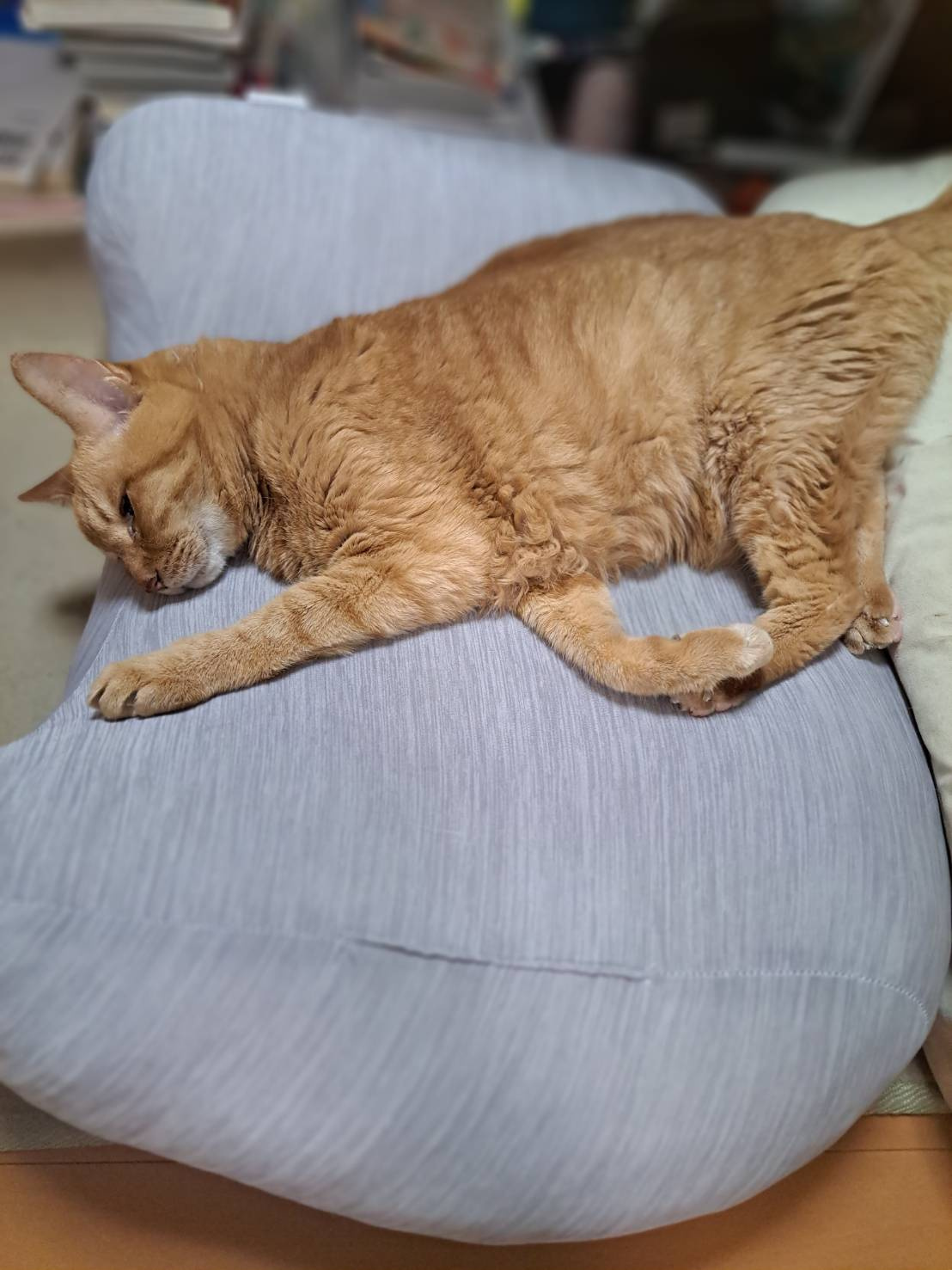 今日のねこの画像