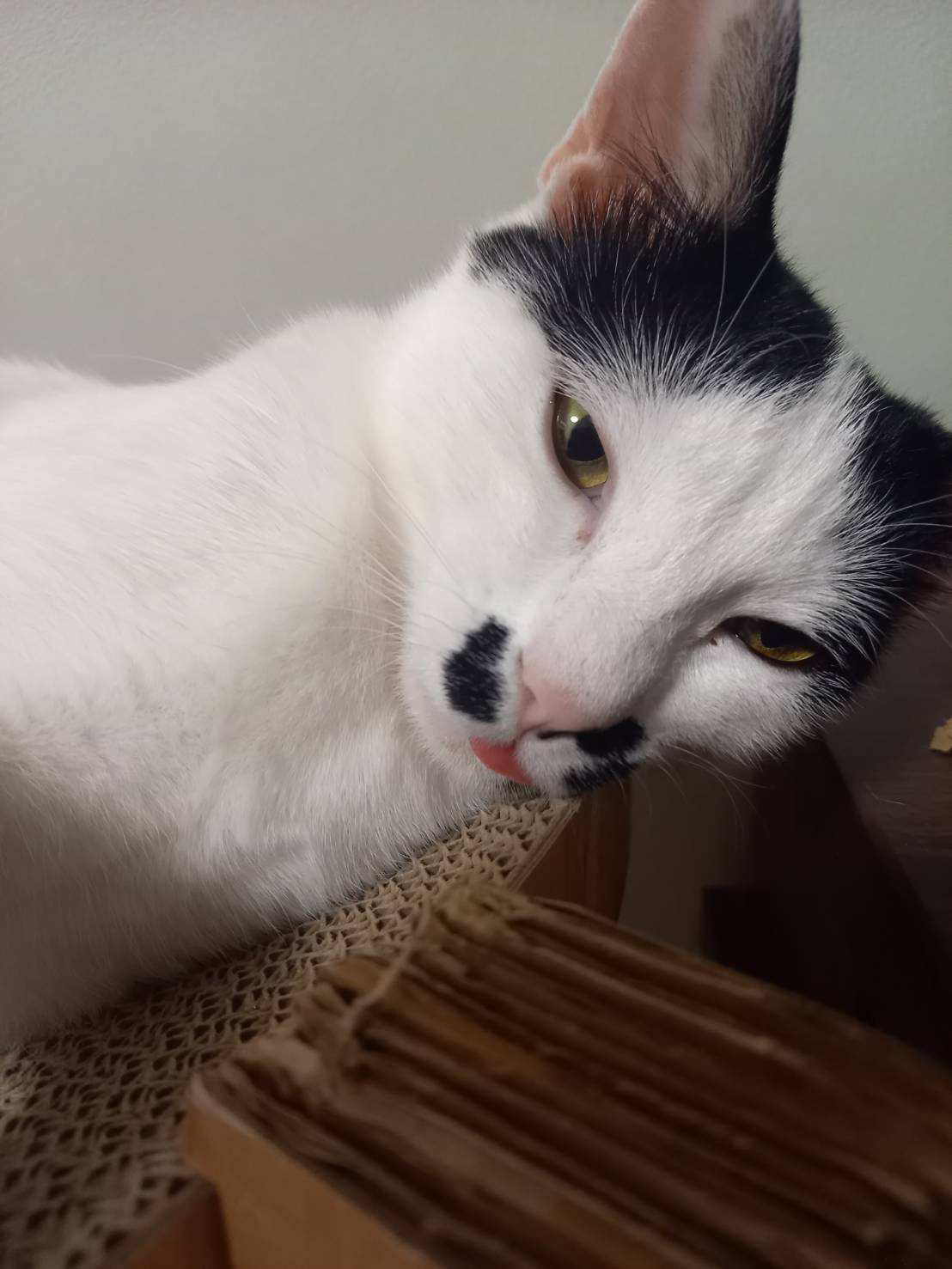 今日のねこの画像