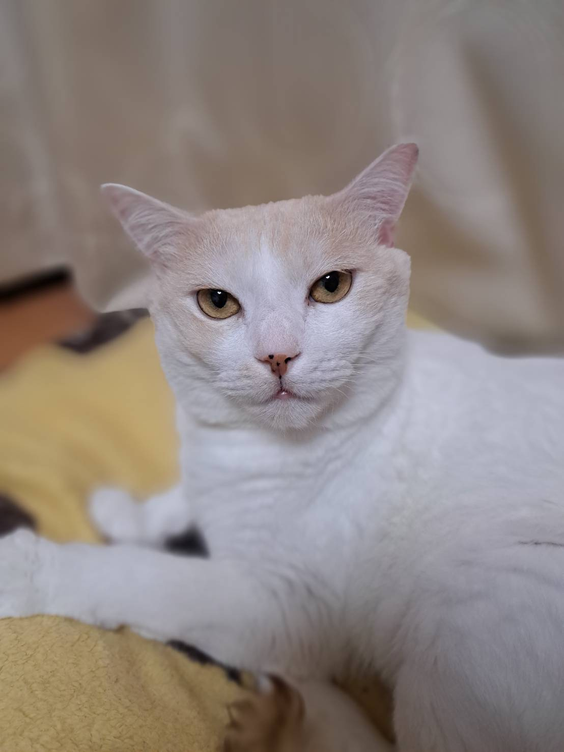 今日のねこの画像