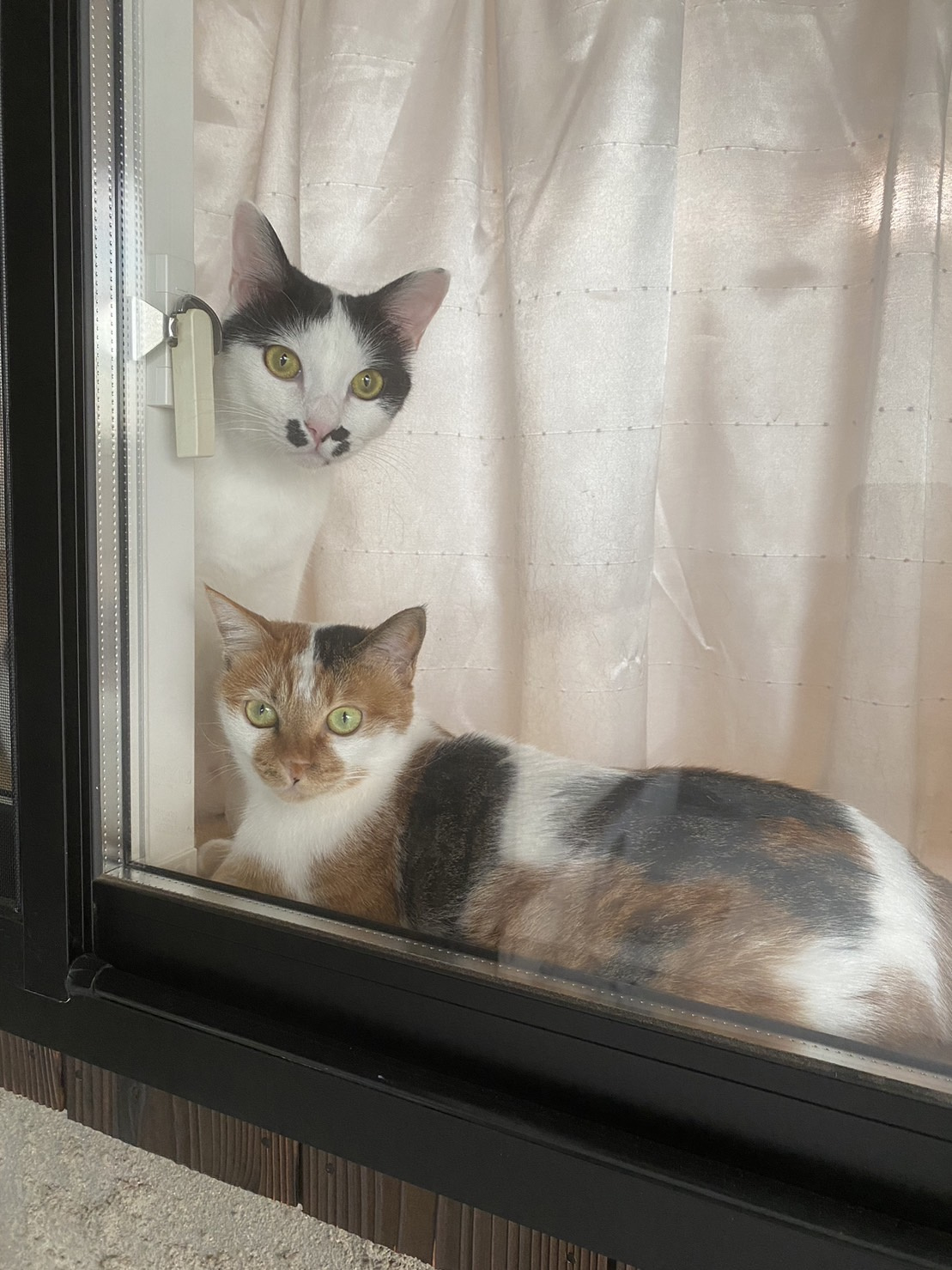 今日のねこの画像