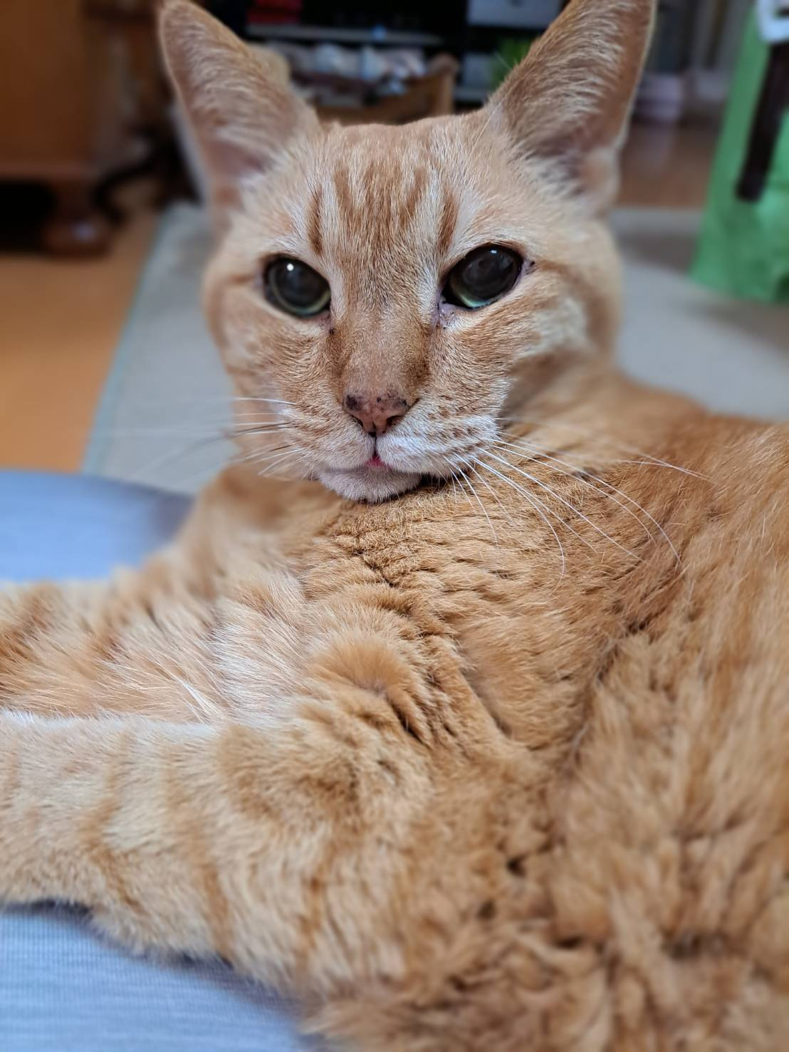 今日のねこの画像