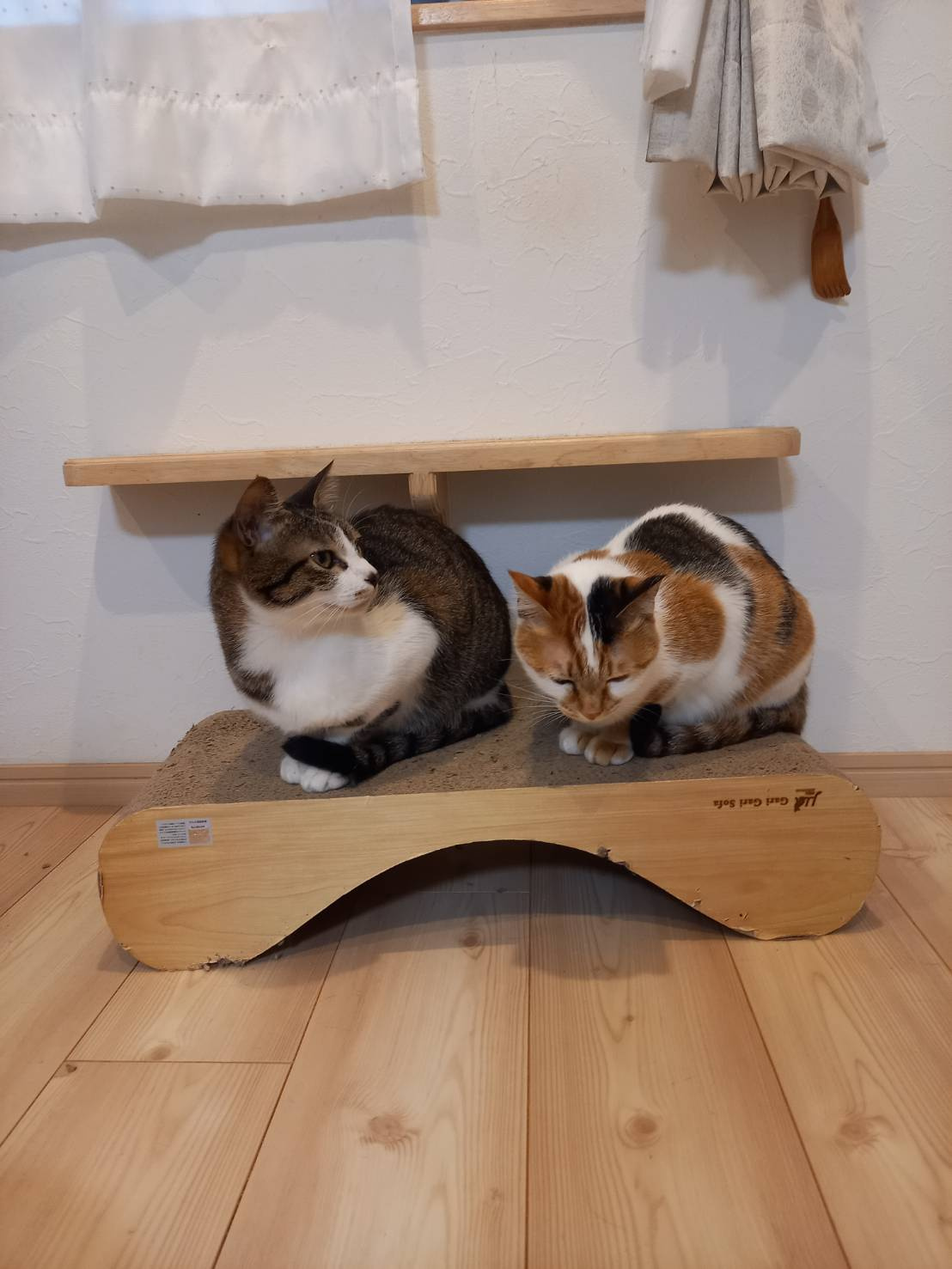 今日のねこの画像