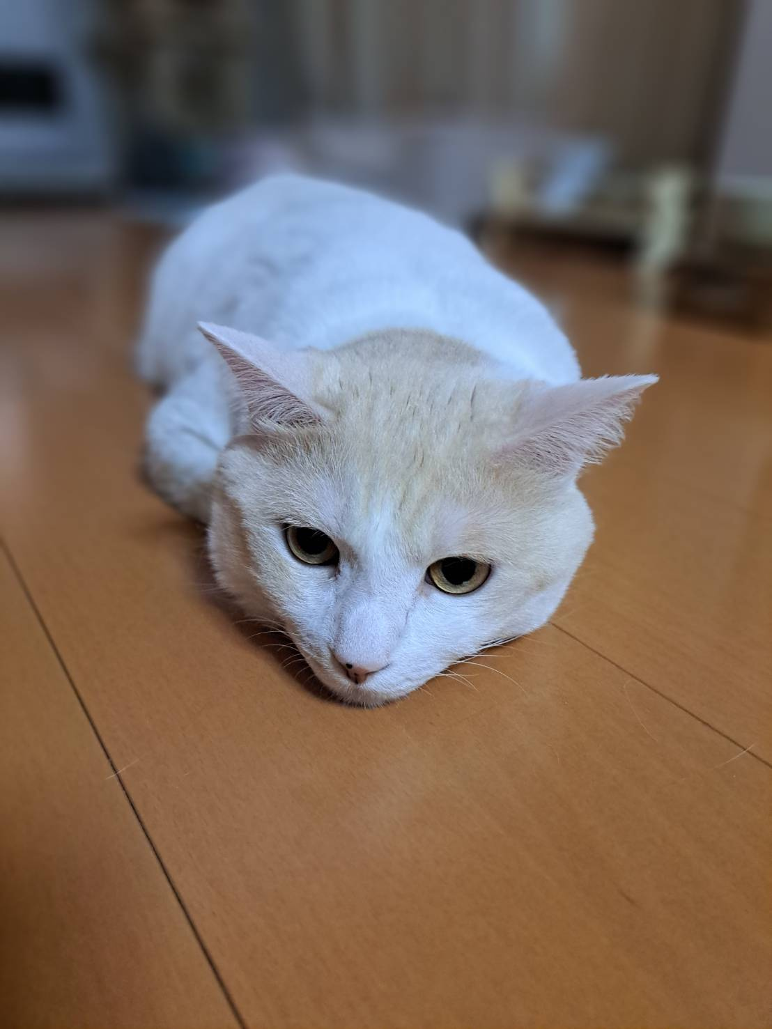 今日のねこの画像
