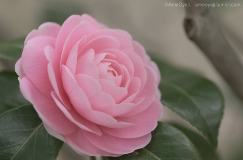 ふんわり…乙女椿の画像