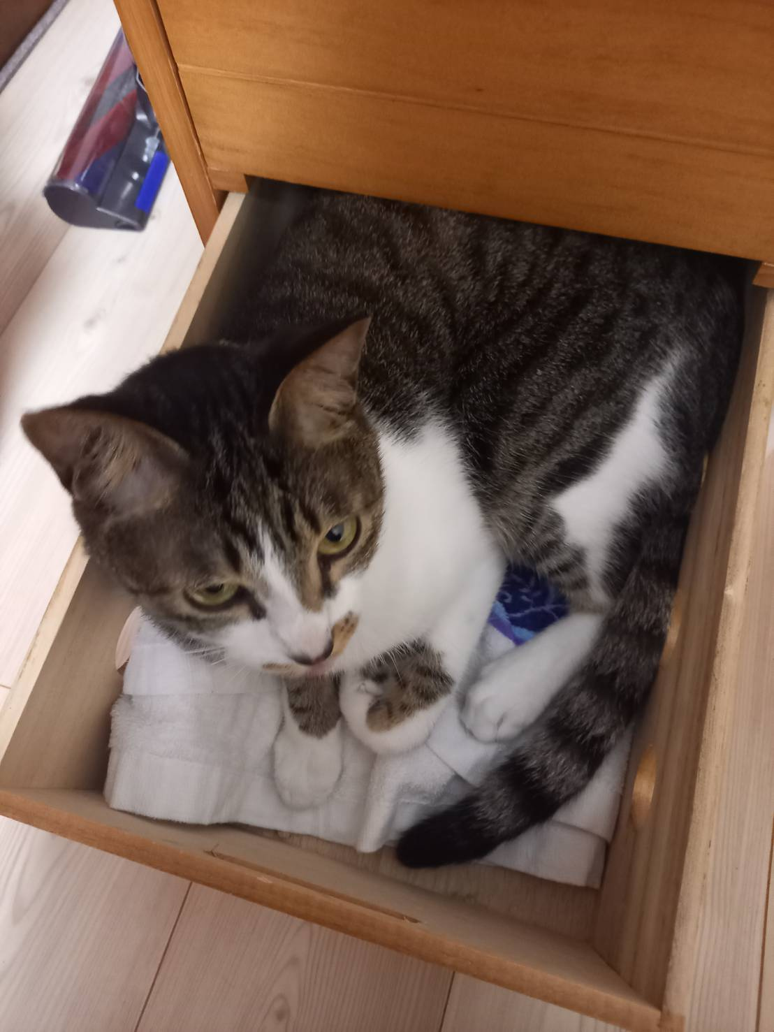 今日のねこの画像
