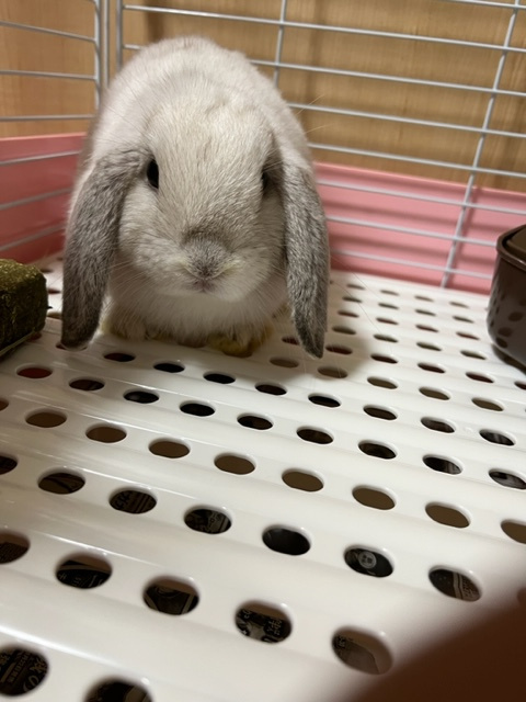 キュートな誘惑に負けて…今年のうさぎちゃん、３羽目！の画像