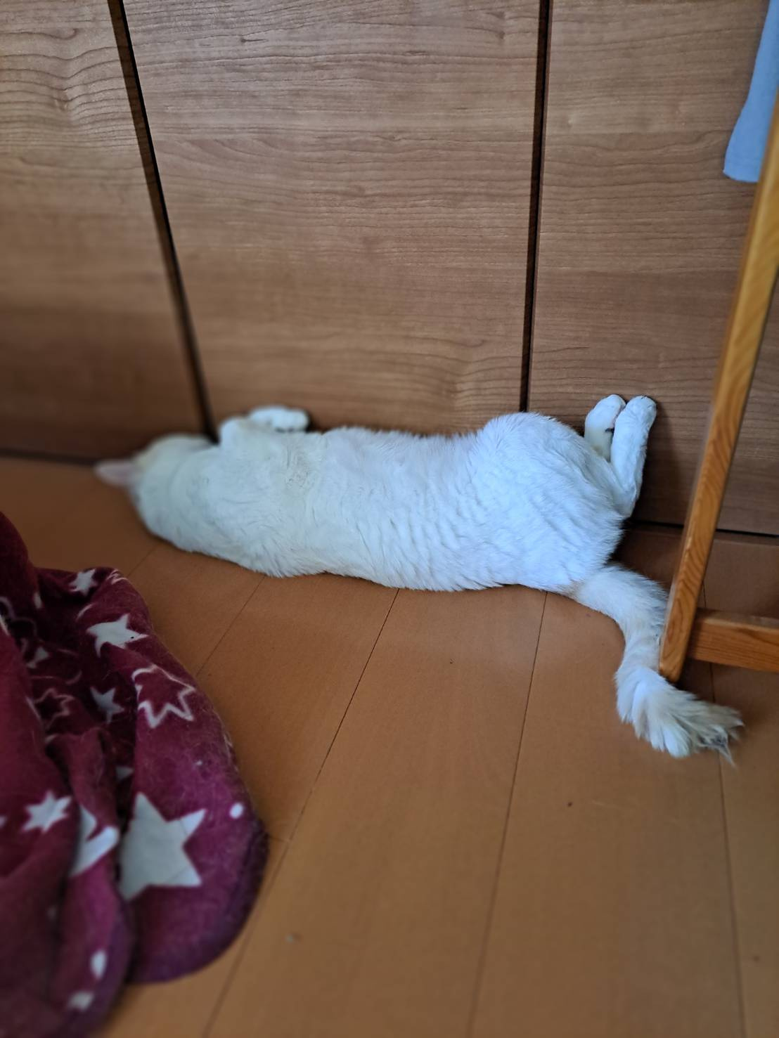 今日のねこの画像