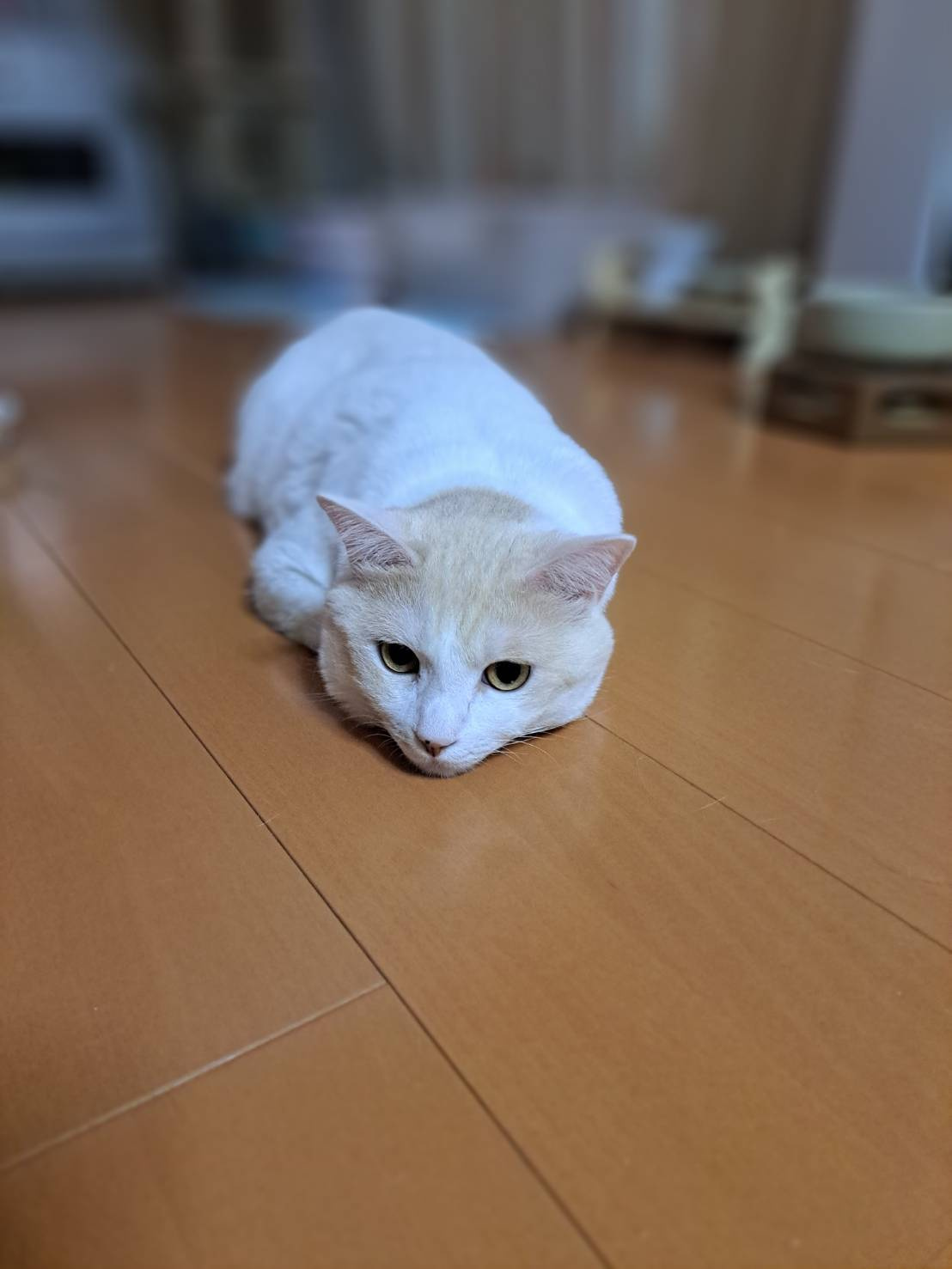 今日のねこの画像