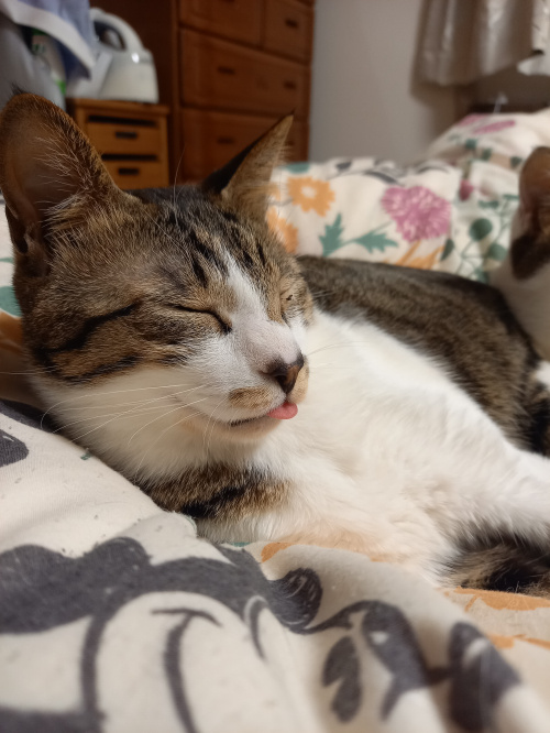 今日のねこの画像