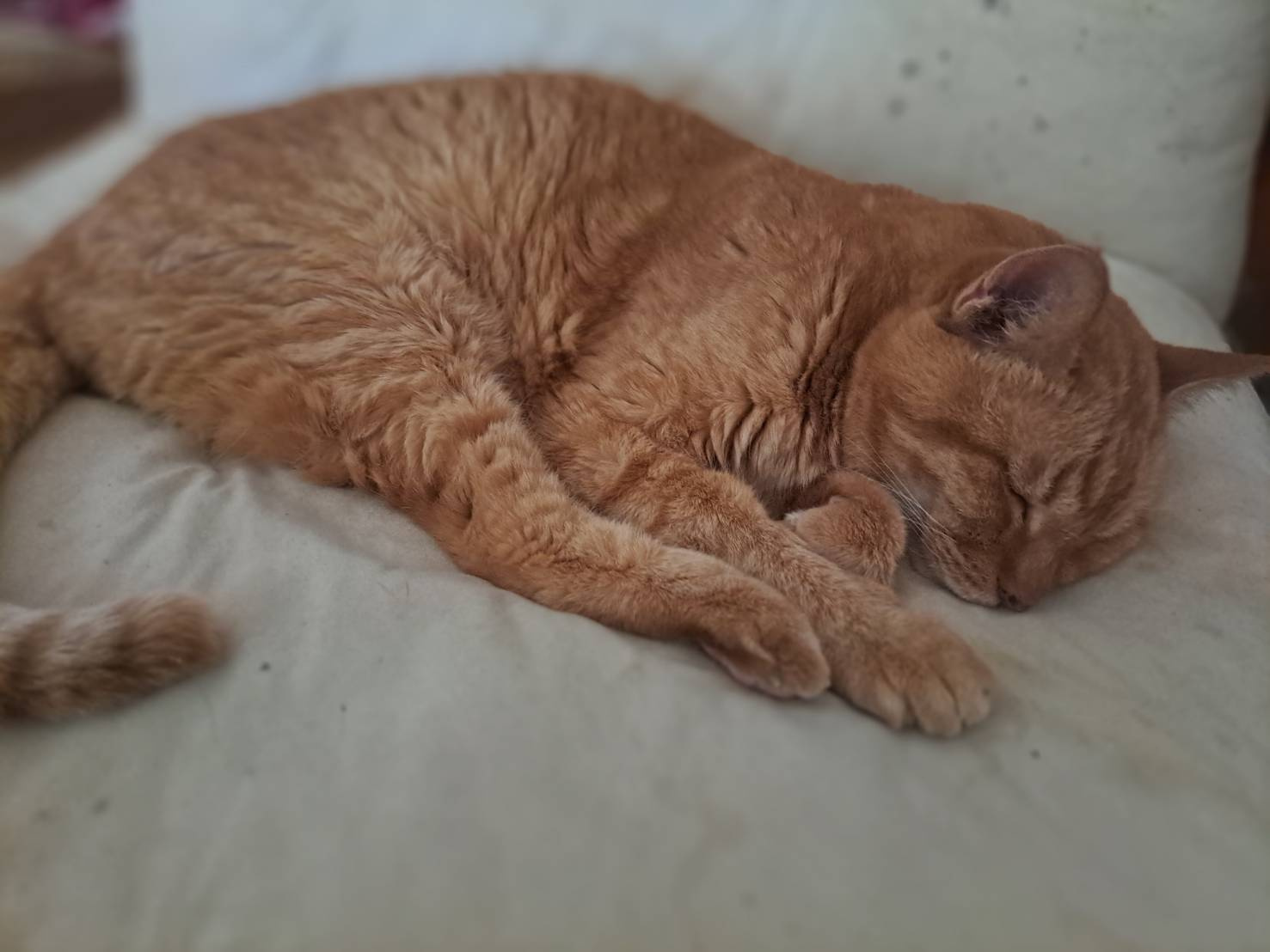 今日のねこの画像