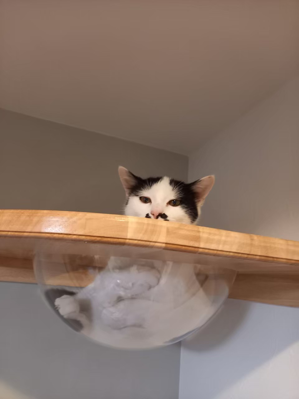 今日のねこの画像