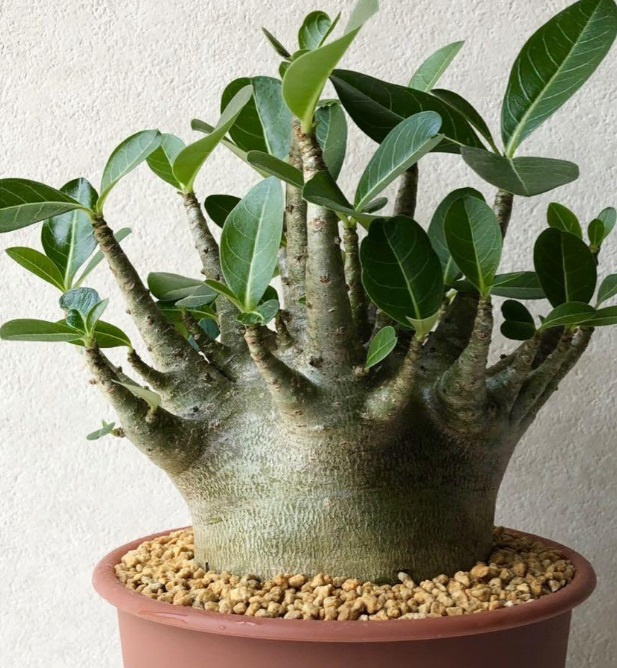 お部屋探しとアデニウム【グリーンのある暮らし】の画像