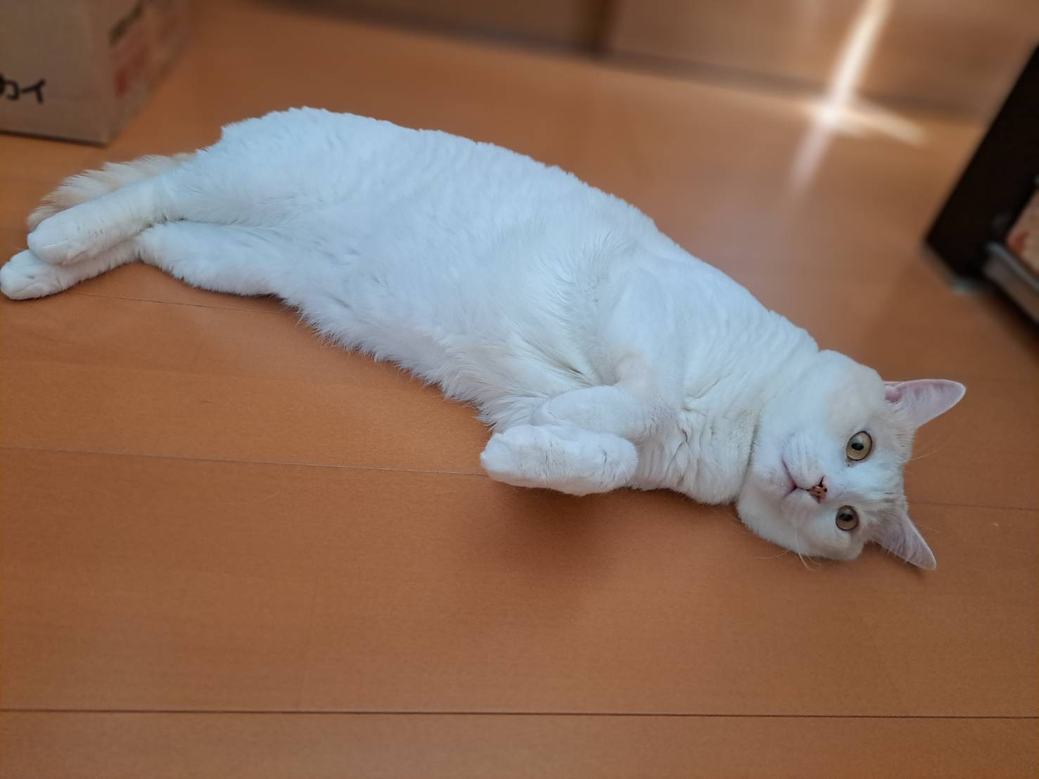 今日のねこの画像