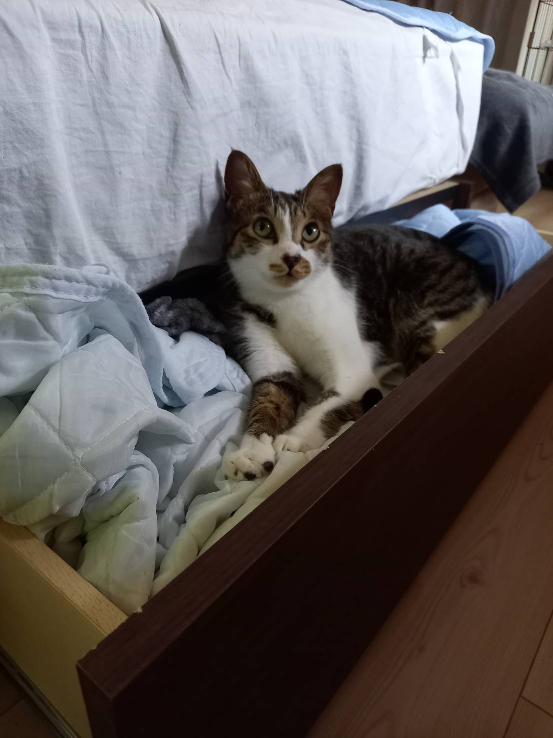 今日のねこの画像