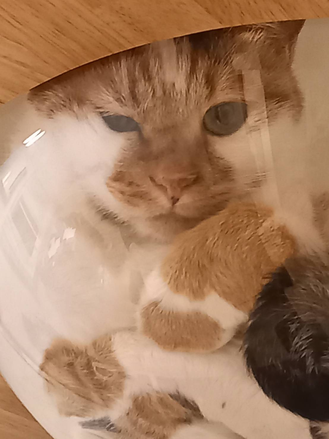 今日のねこの画像